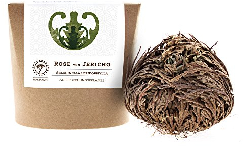 YAKEBA | Rose von Jericho | Klein | Selaginella lepidophylla | Im Geschenkkarton | Perfekte Indoor Pflanze als Deko oder Terrarium/Flaschengarten Zubehör I Jericho Rose