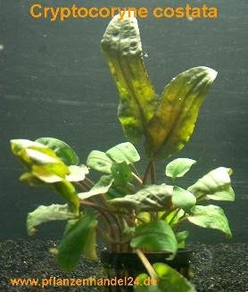 5 Töpfe Cryptocoryne costata, Wasserpflanzen