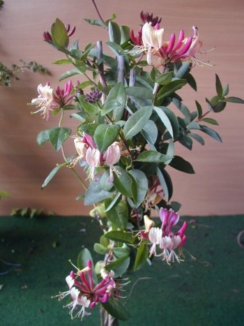 Wald Geißblatt Serotina, Lonicera periclymenum Serotina 80 cm hoch im 3 Liter Pflanzcontainer