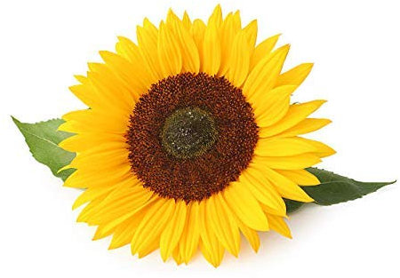 SUNFLOWER - GIANT Yellow 3 metre plus - 40 seeds