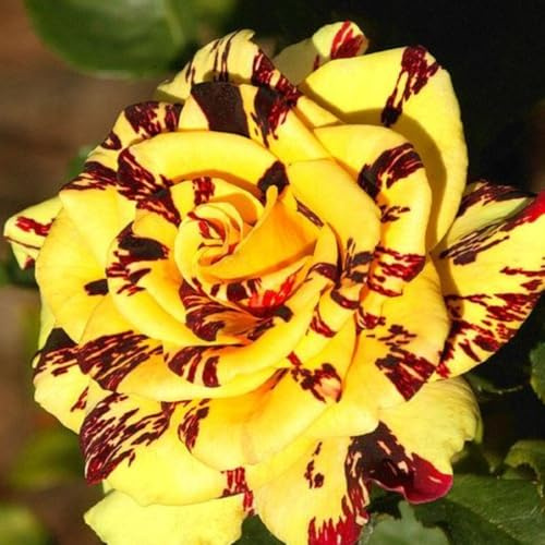 Stripe Rose Bush Live Plant - Rose Plant Live to Grow - Bareroot with Soil 7-10 Inch Tall - Fragrant Rose Flowers Hybrid Tea Rose