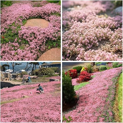 plus de 20 000 semis de thym rose avec leur parfum frais ont un effet naturellement anti-insectes, sont décoratifs, conviennent aux pots et aux jardins et sont faciles à cultiver.
