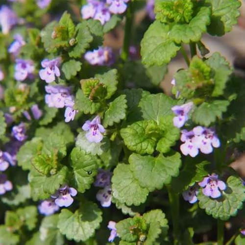 semi di edera terrestre, glechoma hederacea, rare, decorazione soggiorno di edera terrestre, decorazione da giardino per esterni 500pcs