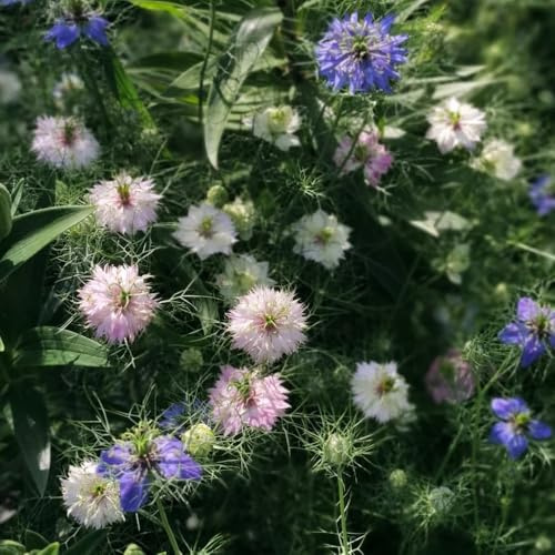 jungfer im grünen - nigella - wildblumensamen mehrjährig winterhart seltene, küchenkräuter balkonpflanzen kräutersamen winterharte garten 100samen