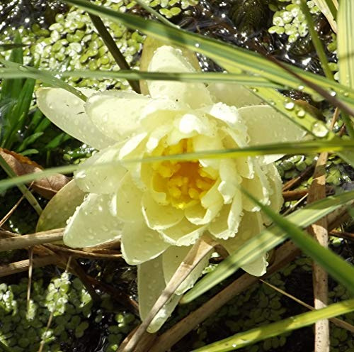 Rarität : Teichpflanzen Seerosen : Nymphaea Seerose Zwergseerose  pygmaea Helvola  winterhart Pflanztiefe bis 30 cm