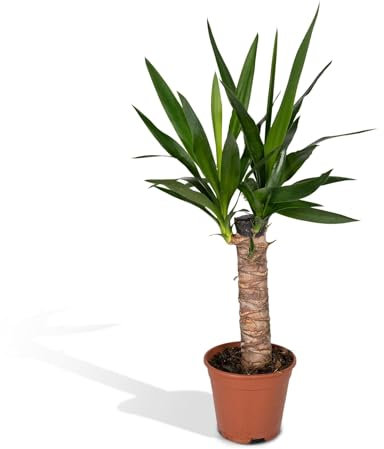 La Green Touch - Yucca h40 cm - pianta da interno - vaso 14 cm, altezza 40 cm