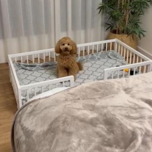 CoolDreams CoolDreams Hundebett für große Hunde, erhöht, aus Buchenholz, Weiß