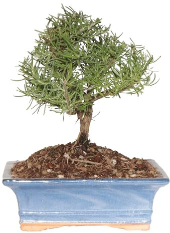 KENTIS - Bonsai di Rosmarino - Rosmarinus Officinalis - Pianta Vera da Esterno Aromatica - Giardino Terrazzo - H 23-33 cm Vaso in Ceramica 19 cm