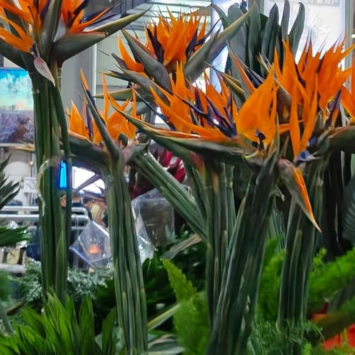 semillas de strelitzia ave del paraíso de jardín rocas resistentes ave del paraíso resistentes para el jardín raras decoración 70pcs