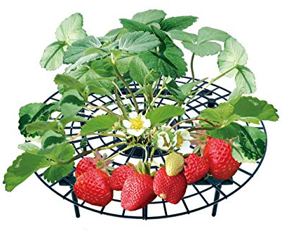 UPP Rejillas para Soporte de Fresas I Marco para elevar Fresas y Otras Plantas en Huerta I Protector de Fruta contra Hongos e Insectos en jardin I Set de cultivo de fresa (30-40cm set de 10, plástico)