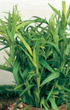 215 Seeds of Herb – Tarragon Russian, Fresh Vegetable Herb Fruit