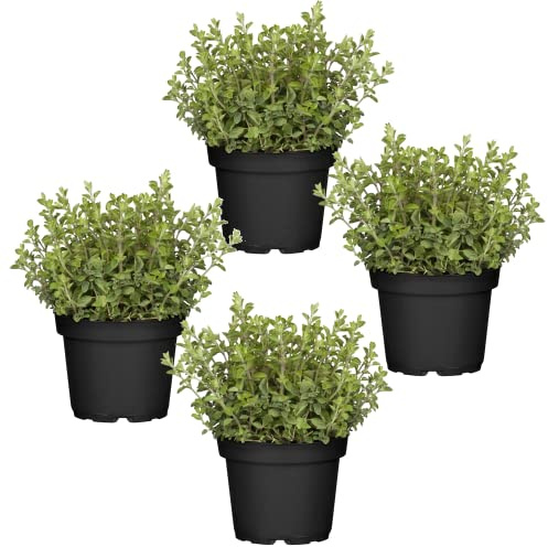 Cuatro Plantas de Orégano - Plantas Premium DECOALIVE - Hierbas Naturales para Huerto Urbano - Plantas Aromáticas