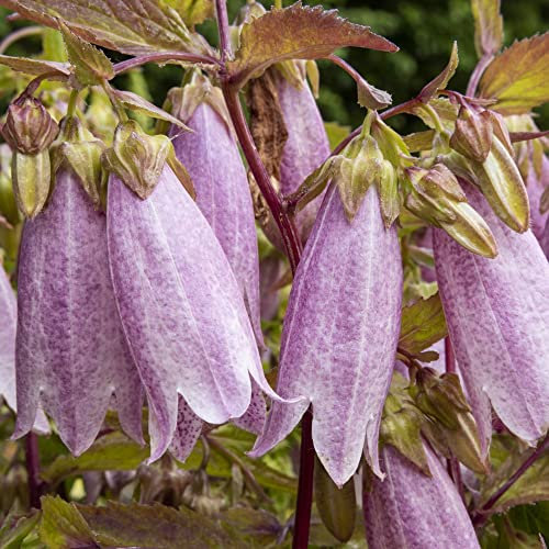Campanula takesimana Korean Bellflower Hardy Perennial 2 x 1 Litre Potted Plants by Thompson & Morgan