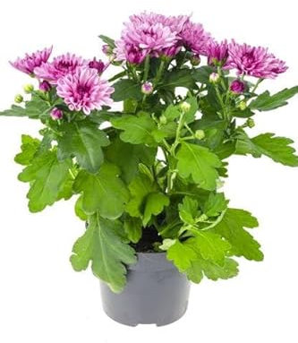 Planta Crisantemo Natural Aporta Color y Vitalidad a tu Hogar