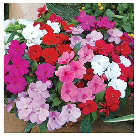PREMIER SEEDS DIRECT - Impatiens - Busy Lizzie - Dwarf Mix - 180 Finest Seeds