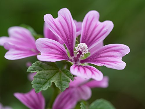 Wilde Malve Malva sylvestris 50 Samen