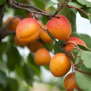 Aprikose 'Kioto' ca. 150cm im 10 Liter Topf