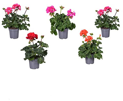 Geranios - Pack 5 Plantas - Flores Naturales - Para Interior y Exterior - Flores Primavera y Verano