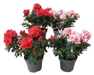 Pack de 4 Azaleas Vivas Color Natural para la Terraza el Patio o el Interior del Hogar