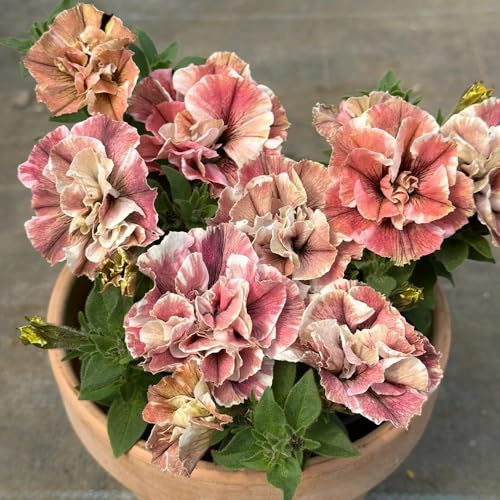 semi di petunia - resistenti in vaso estremamente rampicanti perenni 600pcs