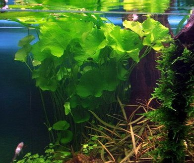 Tropica 1-2-GROW! Mini-Seerose aus Taiwan / Nymphoides sp. 'Taiwan' ('Flipper') von TROPICA
