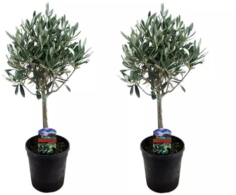 Duo de Olivos | DECOALIVE | Pack 2 Árboles Naturales | Olea Europaea | Árboles de Interior y Exterior