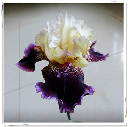 Bulbi iris,a casa,issima in tanti colori,Stile unico dei -1,7Bulbs