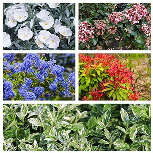 5 x Evergreen Shrubs Supplied in 9cm Pots | Hardy Evergreen Shrub Mix