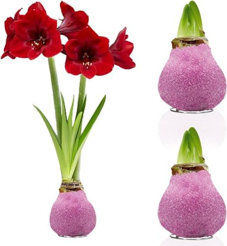 Amaryllis in Wachs Glitter Pink - 2 Wachsamaryllis Blumenzwiebeln | Wax Amaryllis Zwiebel in Großformat 28/30, Echte Pflanzen aus Holland, Hippeastrum (keine Samen, nicht künstlich)