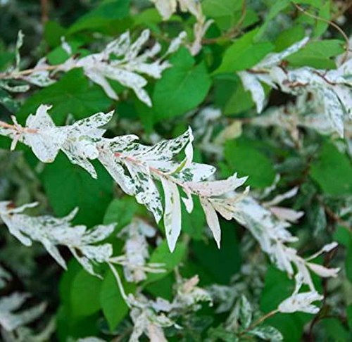 Zierweide Hakuro Nishiki 20-30cm - Salix integra - lebende Gartenpflanze aus den Baumschulen