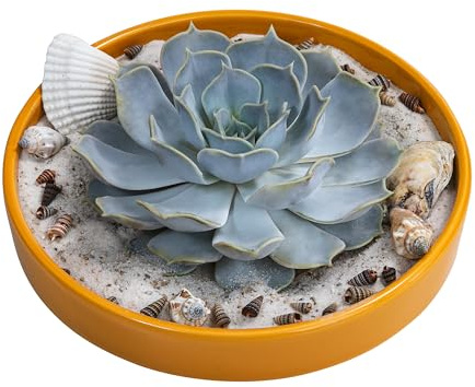 Dehner Echeverie in Betonschale, Ø Pflanze 14 cm, Höhe 8 cm, Ø Schale 19 cm | DIY-Set mit 1x Sukkulente, Muscheln und Sand