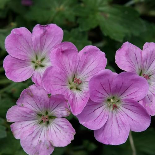 Plant Theory 9cm Pot Geranium Mavis Simpson Cranesbill Perennial