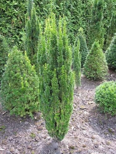 Taxus baccata micro - Säuleneibe micro 30-40