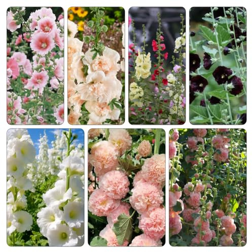 stockrosensamen stockrosen stockrose - blumenbeet balkon blumensamen kaufen pflanzendeko frühlingsblumen gartendeko für draußen blumensaat blumenwiesensaat blumendeko sommerblumen 600samen