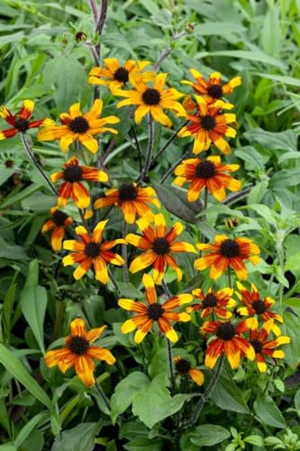 Rudbeckia triloba 'Prairie Glow' 9x9 cm Topf – Winterhart, Mehrjährig, Pflegeleicht – Dreilappiger Sonnenhut – Beetpflanze für Garten & Rabatten