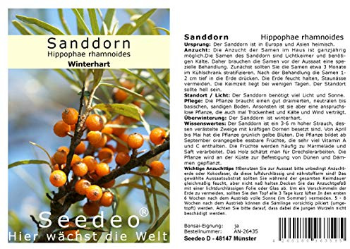 Seedeo® Sanddorn Hippophae rhamnoides 60 Samen