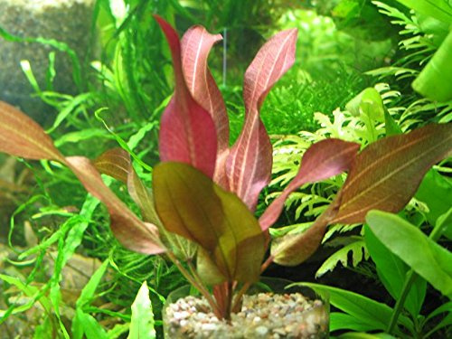 Echinodorus D'vall Lebende Aquariumpflanze