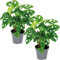 Bloomique - 2er Set - Monstera adansonii - Monkey Leaf - Fensterblatt - Luftreinigende Zimmerpflanzen - Monstera Pflanze - Hängepflanze echt - Kletterpflanzen Zimmer - Höhe 20-25 cm - Topf 12 cm