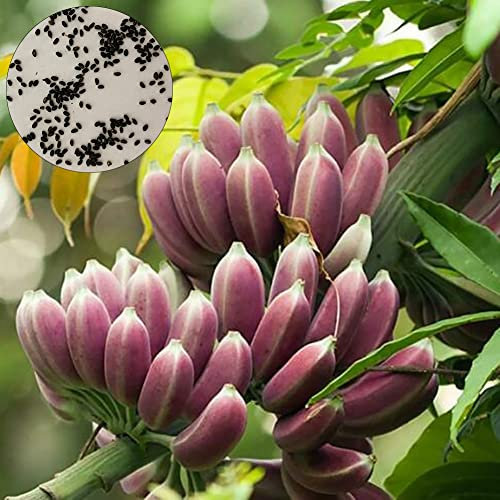 Saterkali Blaue birmanische Bananensamen, 10 Stück blaue birmanische Bananensamen Garten im Freien Köstliche essbare Obstbaumpflanze Bananensamen