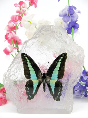 In Kunstharz gegossene Schmetterlinge, Insekten, Skorpione und mehr. Briefbeschwerer, Icemountain, nicht scharfkantig (Schmetterling 06)