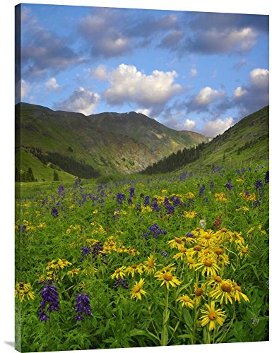 Global Gallery Budget GCS-396568-3040-142 Tim Fitzharris Orange Sneezeweed and Delphinium in American Basin Colorado Gallery Wrap Giclee on Canvas Print Wall Art