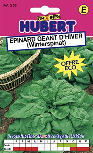 Graines d'Épinard géant d'hiver - 30 grammes | Variété vigoureuse et très rustique