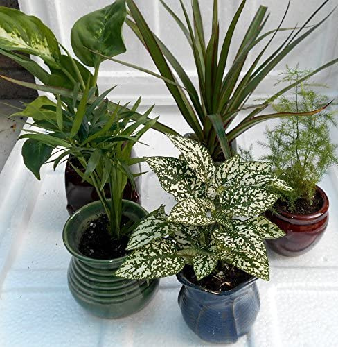 Miniature Garden 5 -Plants in 3 Ceramic pots by jmbamboo