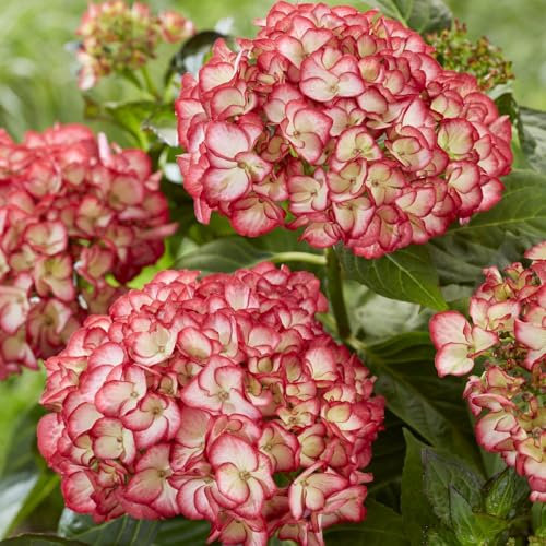 Hydrangea macrophylla 'Boskoop Beauty' - Stunning Large Blooms, Long Flowering Period, Rich Blue or Pink Flowers, Ideal for Borders - 1X 2 Litre Pot by Thompson and Morgan