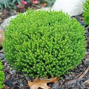 [x6] Hebe Green Globe Plants | Emarald Green Shrubs | Evergreen Garden Ready Shrubs | P9