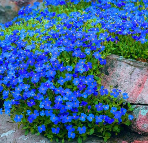 Semi Di Aubrieta Crescione strisciante, Seme Aubretia fiori Perenni per Giardino Roccioso, colore blu, Resistenti al Freddo, 500 Semi, Aubrieta seeds