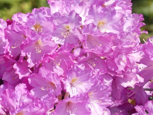 Rhododendron smirnowii Hybride Lobeke - Großblumige Rhododendron - 40-50cm