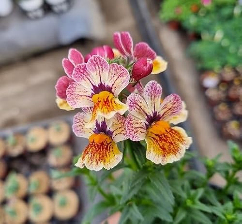 Fresh 100pcs Pink White Nemesia Flower Seeds