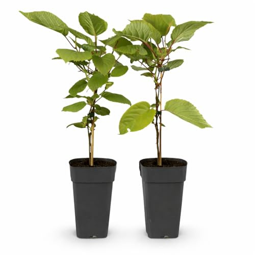Exotenherz Actinidia deliciosa Jenny - Grüne Kiwi - 15cm Topf - ca.50cm - Set mit 2 Pflanzen
