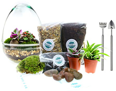 Glass Egg Closed Terrarium Kit with Two Real Plants, Cushion Moss and Tool Set